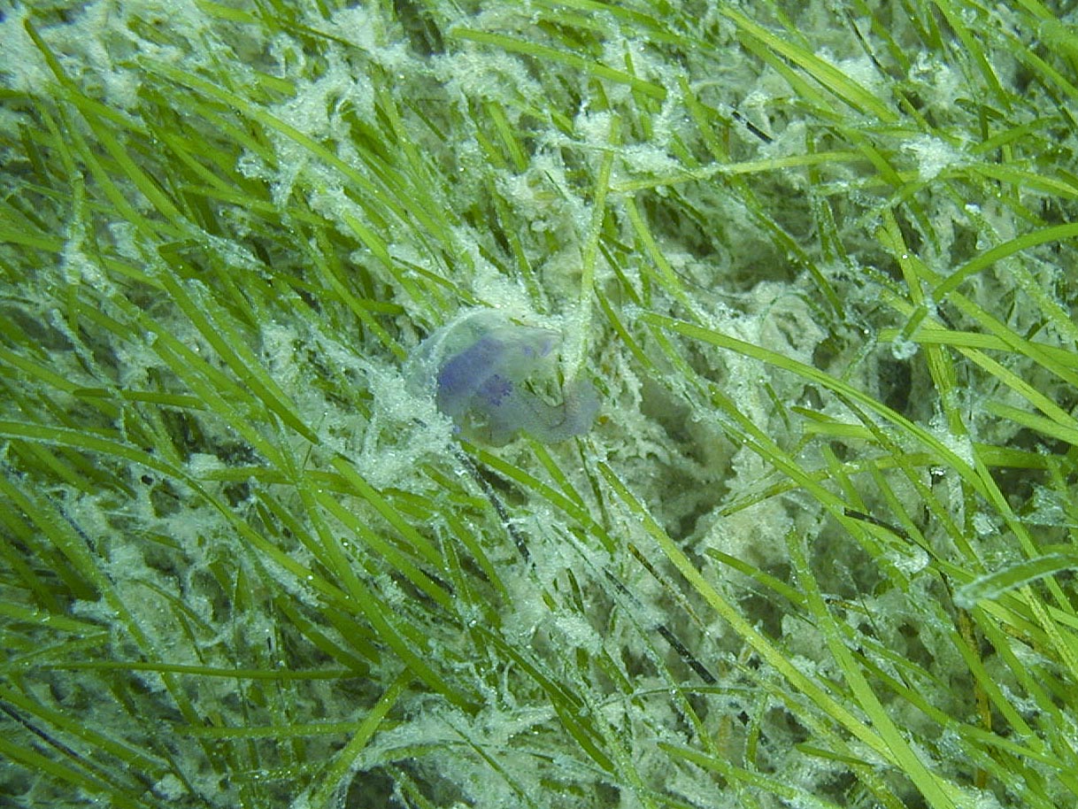 Pelagia noctiluca